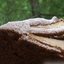 Шоколадно-кофейный пирог с грушей